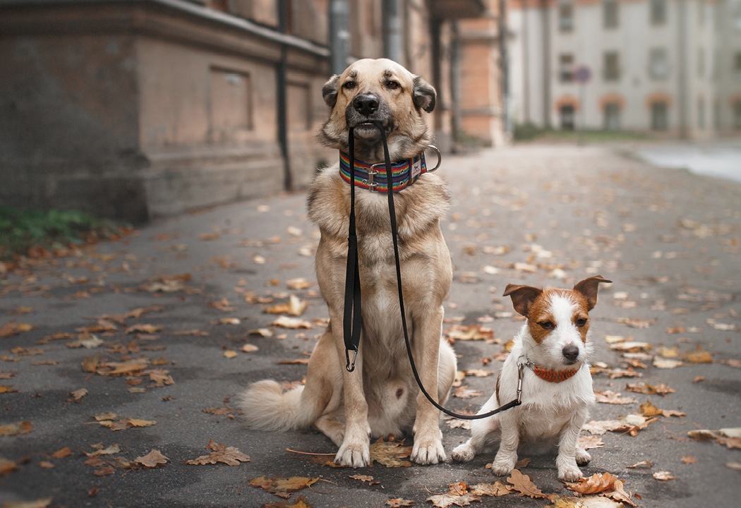 Two dog friends
